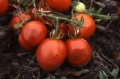 Сорта помидоров, устойчивые к болезням