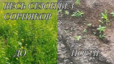 Какой вред от сорняков и почему с ними нужно бороться?