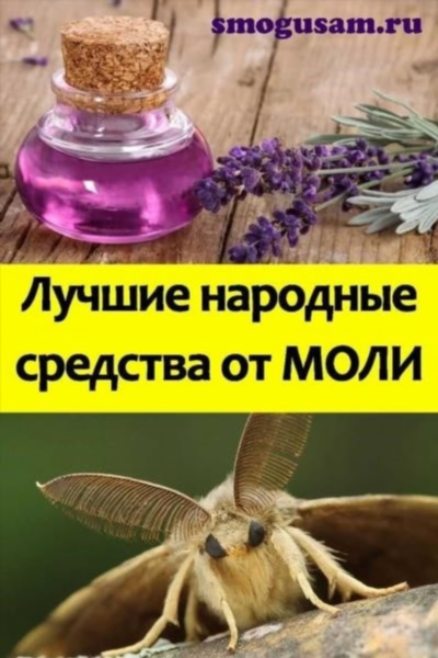 Почему моль чутко реагирует на запахи