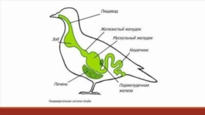 Как птицы мочаются: особенности процесса