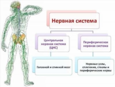 Проблемы молочной железы