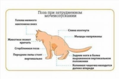 Сниженная активность и утомляемость