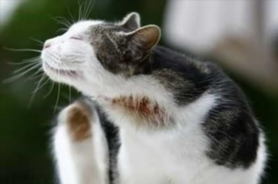 Гипоаллергенные породы кошек: правда или миф маркетологов
