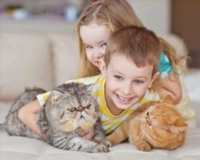 Причины развития аллергии на кошек у детей