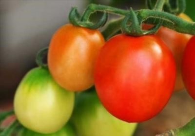 Понос и боли в животе - как распознать аллергическую реакцию на помидоры