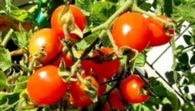 Симптомы аллергии на помидоры и рассаду - как узнать их проявление