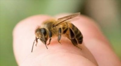 Симптомы аллергии на укус пчелы