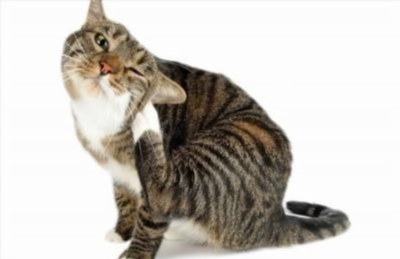 Аллергия у кошек: основные симптомы и эффективные методы лечения