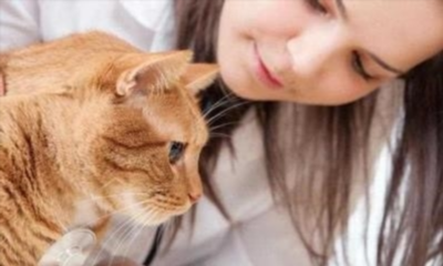 Лечение аллергии у кошек и котов