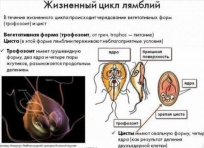 Когда можно увидеть паразитов в фекалиях