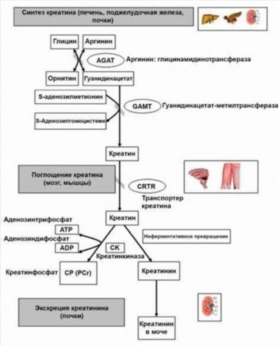 Какие заболевания могут выявиться при анализе крови на Креатинин?