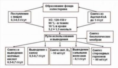 Атеросклероз: причины развития и связь с уровнем холестерина