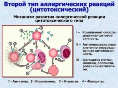 Протеин Fel d и его роль в аллергии на кошек