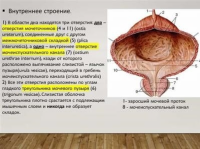 Дуплексное сканирование при узи мочевого пузыря