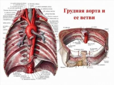 Анатомия: Общая ангиология