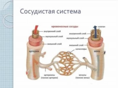 Распространенные проблемы с кровообращением