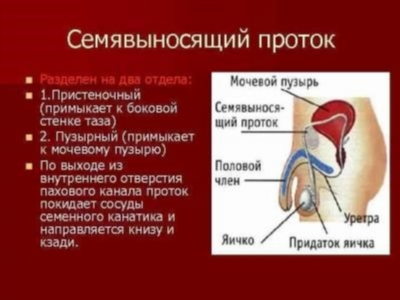 Влияние мочевого пузыря на женское здоровье во время беременности