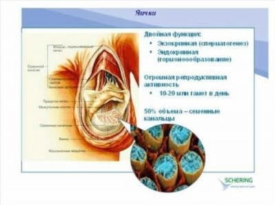 Расположение мочевого пузыря у беременных: сторона и особенности