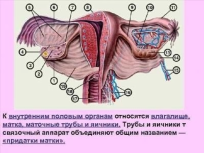 Симптомы связанные с расположением мочевого пузыря