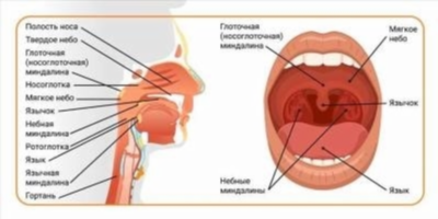 Ангина у взрослых: формы и симптоматика