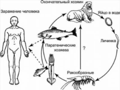 Как происходит заражение?