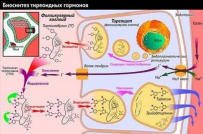 Анализ на антитела к тиреопероксидазе (антиТПО)