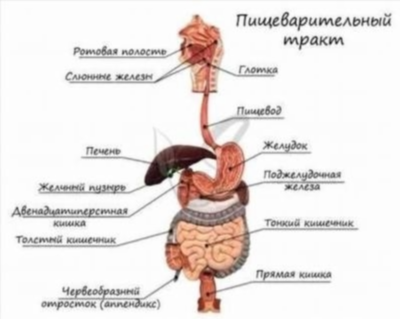 Связь асцита с заболеваниями органов пищеварительной системы